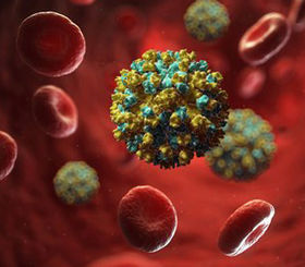 SaBTO Hepatitis E virus and solid organ transplantation